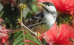 Fotógrafo do Museu de Zoologia da Unesc registra pássaro raro no Parque das Nações