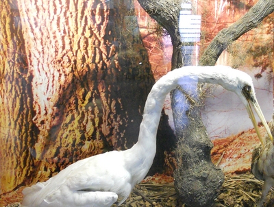Garça-branca-grande