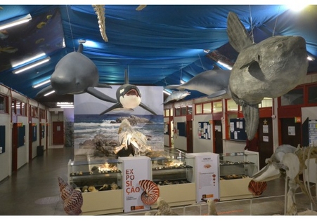 Novos encantos marinhos chegaram no Museu de Zoologia da Unesc