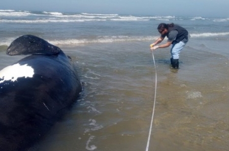 Museu de Zoologia da Unesc atua no resgate de filhote de baleia Franca em Balneário Rincão