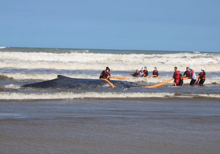 Museu de Zoologia da Unesc ajuda no resgate de baleia em Balneário Esplanada