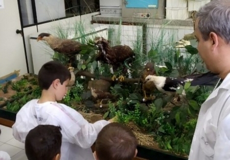 Museu de Zoologia da Unesc realiza atividades durante a 13ª Primavera do Museus