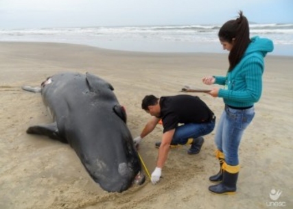 Filhote de baleia-franca é encontrado em Laguna