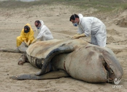 Orca encontrada morta no Balneário Rincão