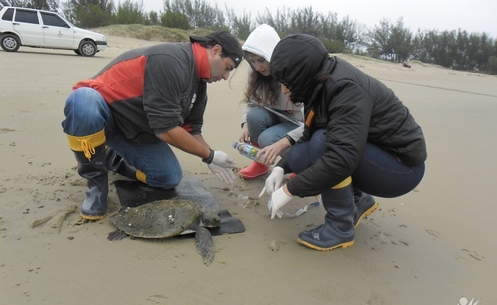 Tartaruga Verde é encontrada na beira-mar