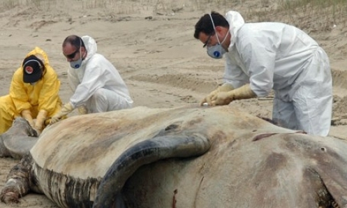 Museu de Zoologia Unesc apresenta exposição “Uma Orca no Museu”