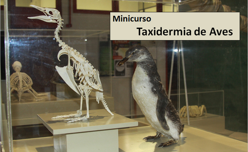 Taxidermia de Aves na Semana Acadêmica de Ciências Biológicas