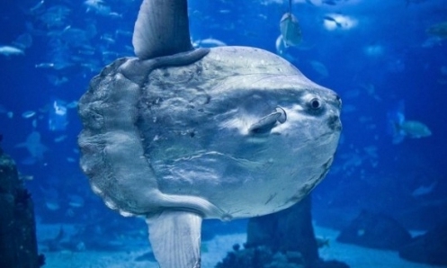 Um exemplar do maior e mais pesado peixe ósseo do mundo chegou na Unesc