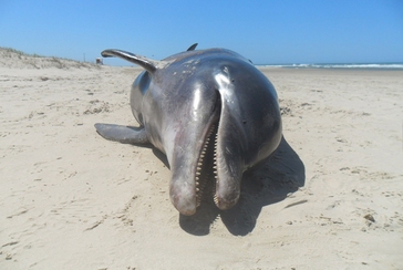 Golfinho‐nariz‐de‐garrafa (Tursiops truncatus) Balneário Rincão (2010).