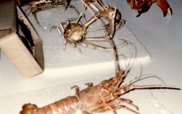 Primeiros exemplares de crustáceos do Museu de Zoologia (1992).