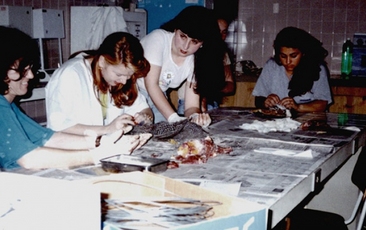 Professora Morgana Cirimbelli Gaidzinski em atividade de taxidermia com os alunos do curso de Ciências (1996).