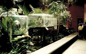 Primeira Exposição de Longa Duração do Museu de Zoologia: “Animais da Mata Atlântica” (2002).